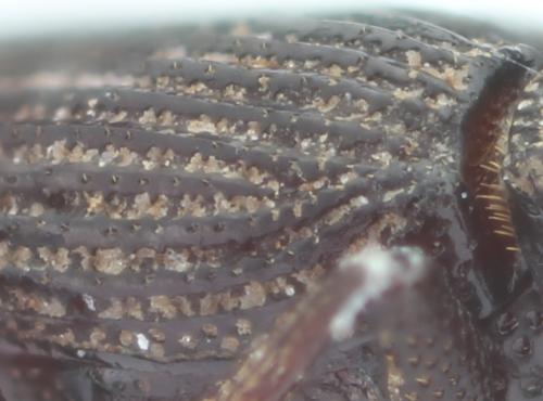 Réf. 255 345 : Pycnomerus sulcicollis